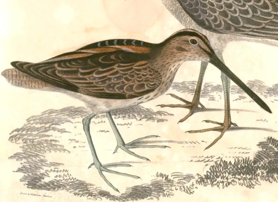 File:Gallinago stenura Hardwicke.jpg
