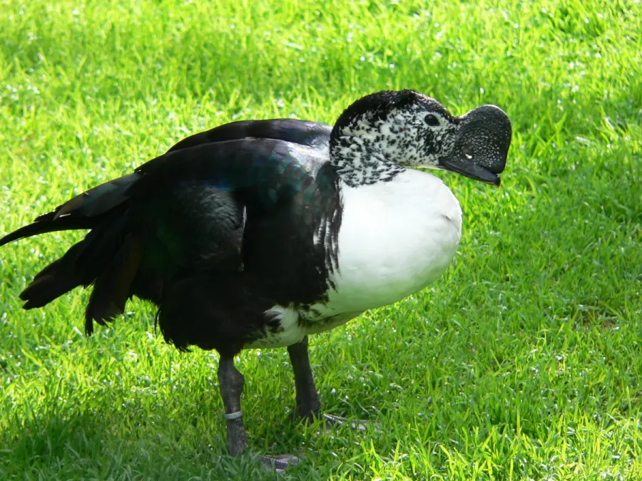 File:Amerikanische Höckerglanzgans Sarkidiornis sylvicola 05 (1).jpg