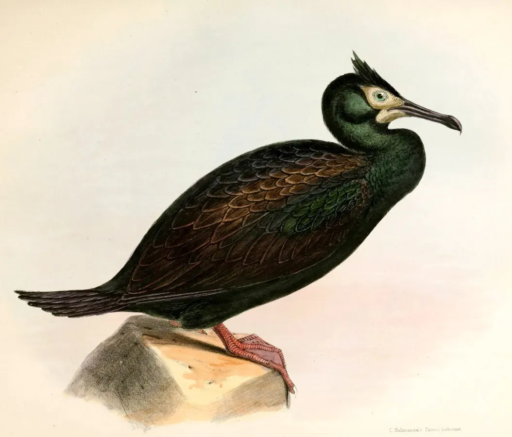 File:Leucocarbo chalconotus Hullmandel.jpg
