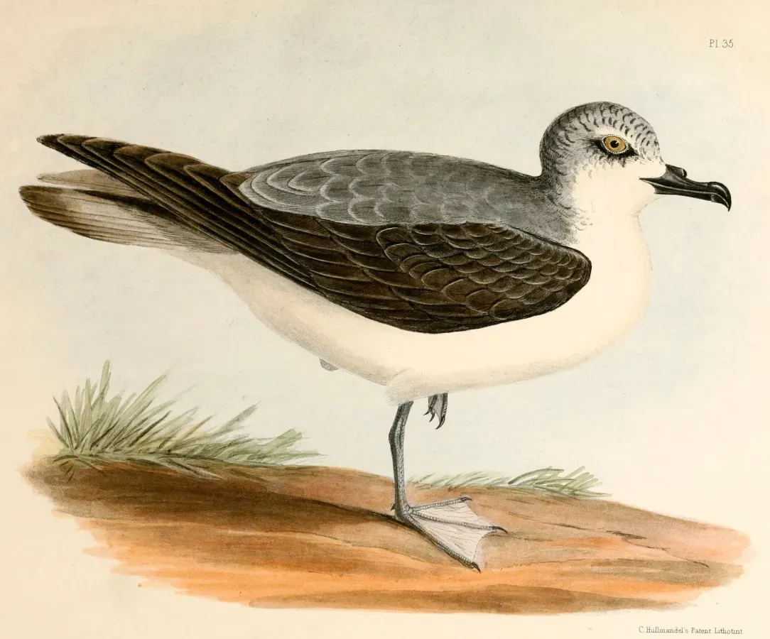 File:Pterodroma cookii Hullmandel.jpg