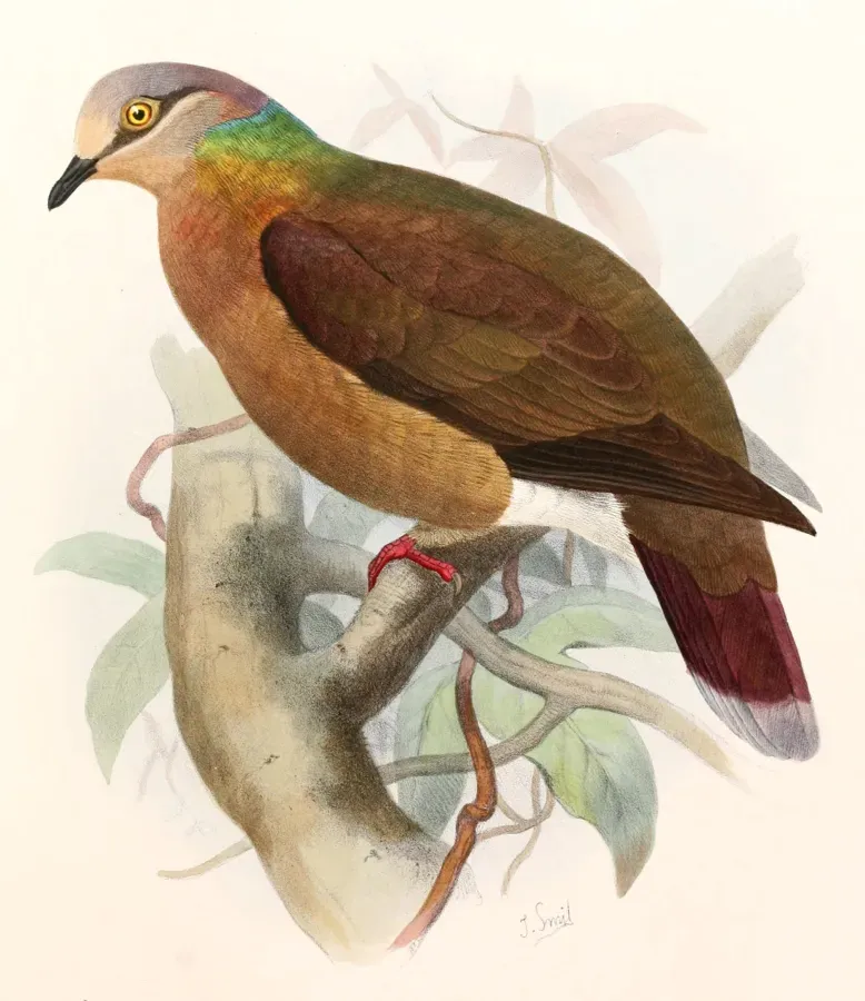File:Phapitreron leucotis brevirostris Smit.jpg