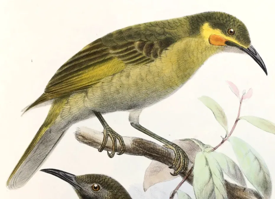 File:Foulehaio carunculatus Smit.jpg