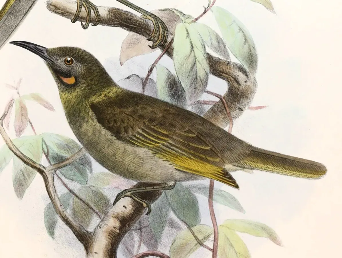 File:Foulehaio carunculatus procerior Smit.jpg