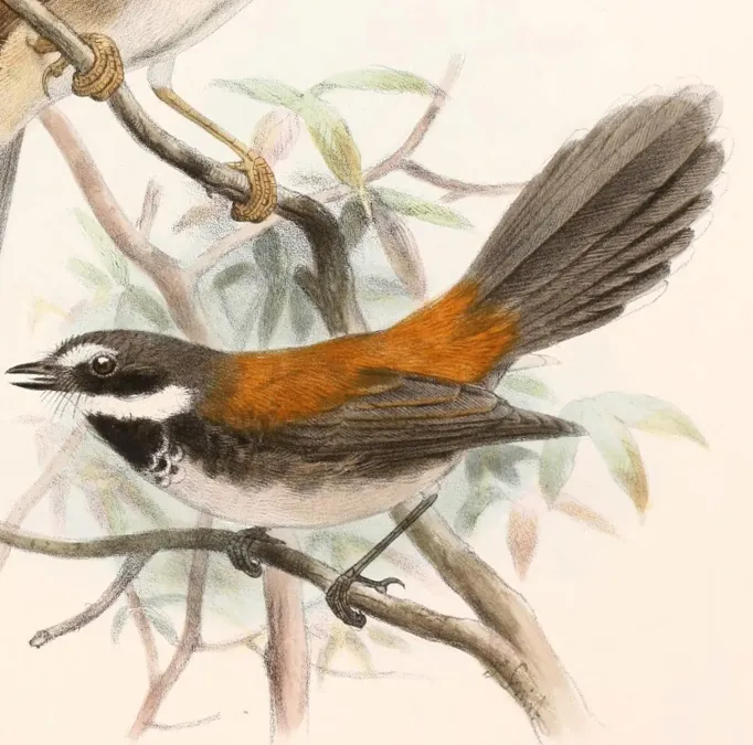 File:Rhipidura dryas Smit.jpg