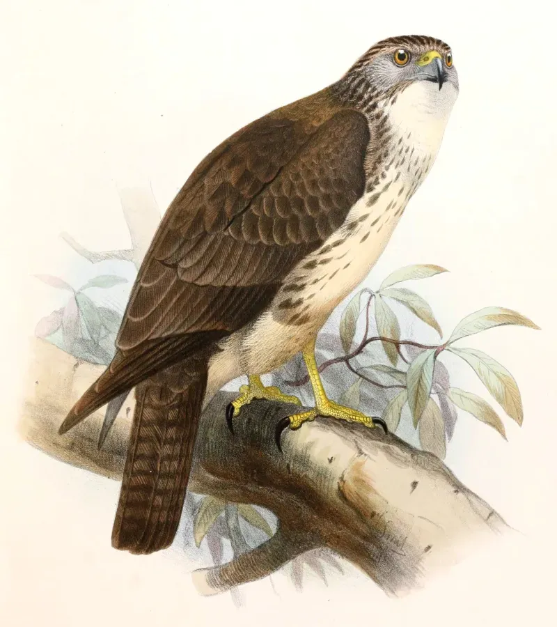 File:Buteo solitarius Smit.jpg