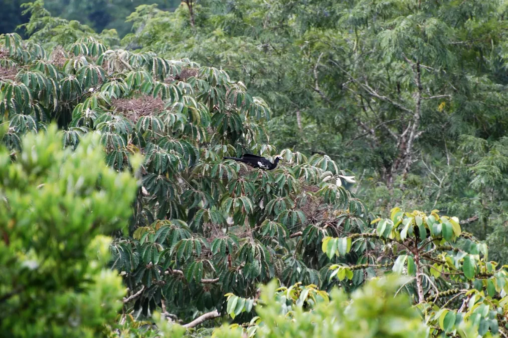 File:Blue-throated Piping Guan (Pipile cumanensis), Yasuni National Park, Ecuador.jpg