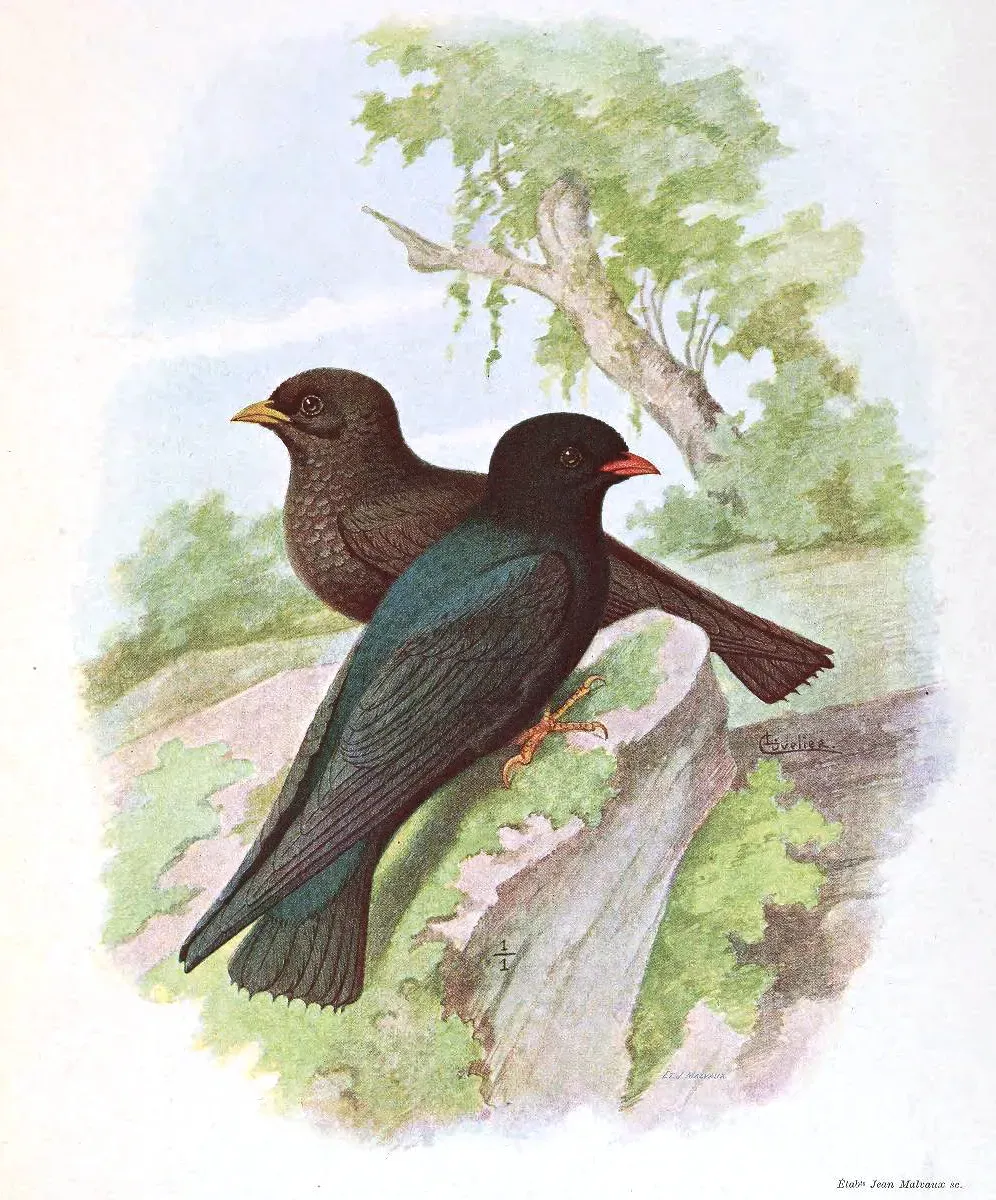File:Pseudochelidoneurystominadubois.jpg