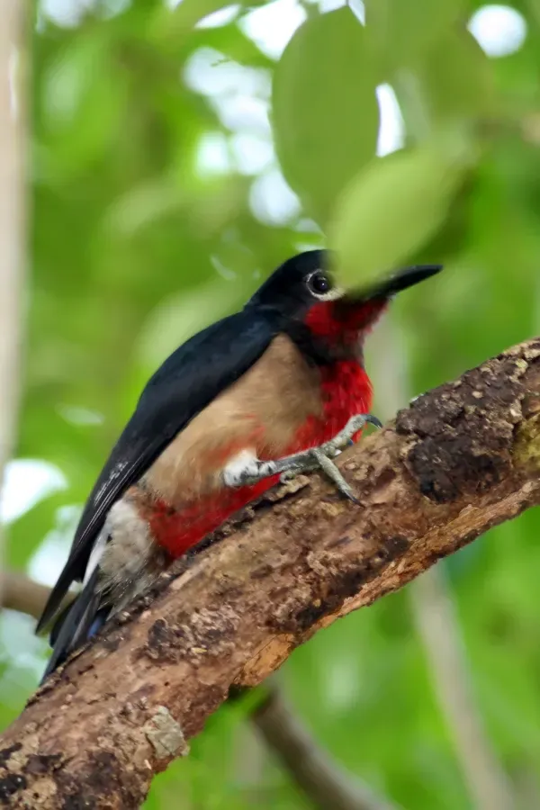File:Puerto Rican Woodpecker (Melanerpes portoricensis).jpg