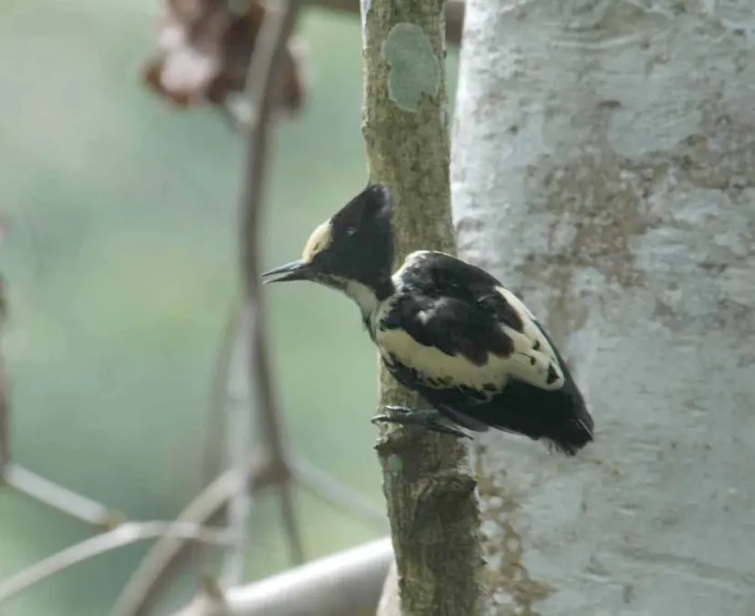 File:Hemicircus canente.jpg