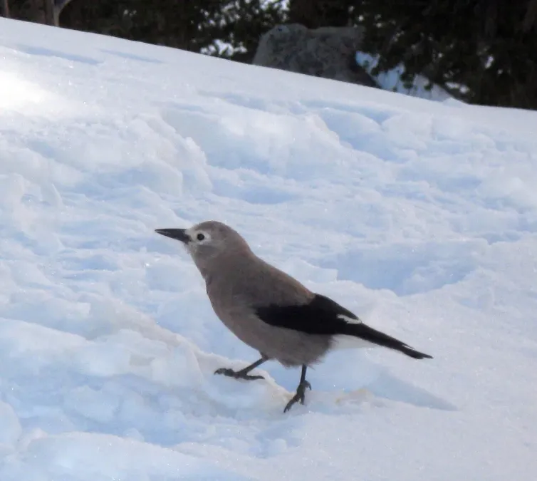 File:Nucifraga columbiana Mount Whitney.jpg