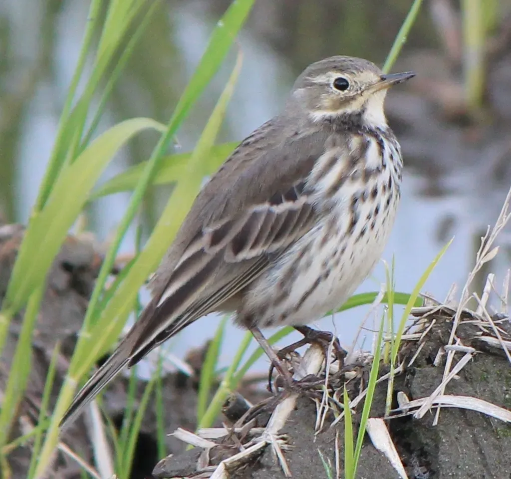 File:Anthus rubescens japonicus.JPG
