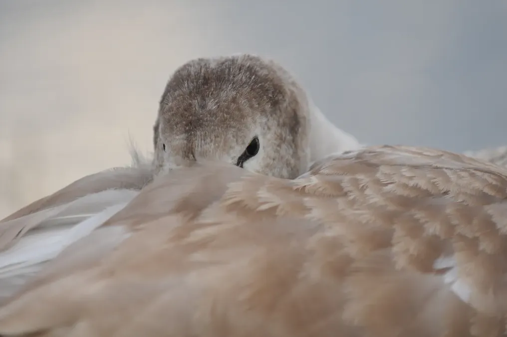 File:Junger Höckerschwan, Cygnus olor 09.JPG