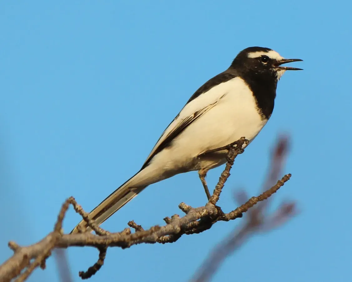 File:Motacilla grandis crying a2.JPG
