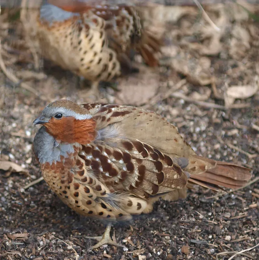 File:Bambusicola thoracicus by OpenCage.jpg