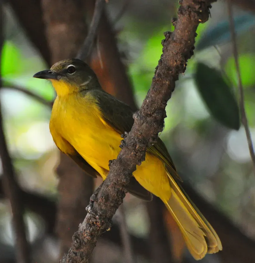 File:Chlorocichla flaviventris - Yellow-bellied greenbul.jpg