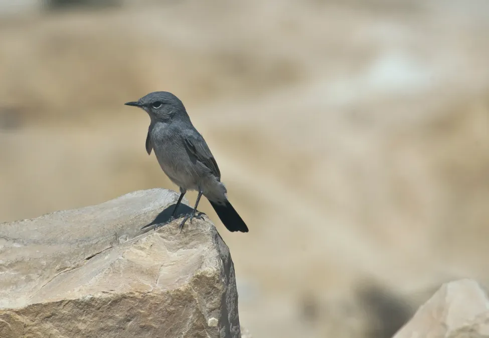File:Oenanthe melanura -Israel-8.jpg