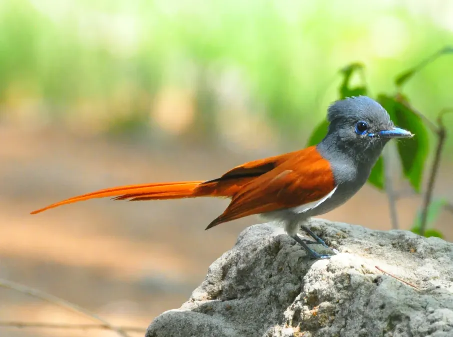 File:Terpsiphone viridis - African Paradise Flycatcher.jpg