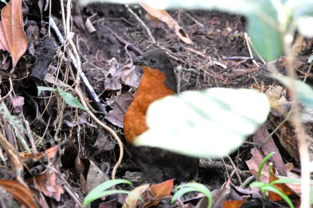File:Dark-backed Wood-quail (Odontophorus melanonotus) (5198407854).jpg