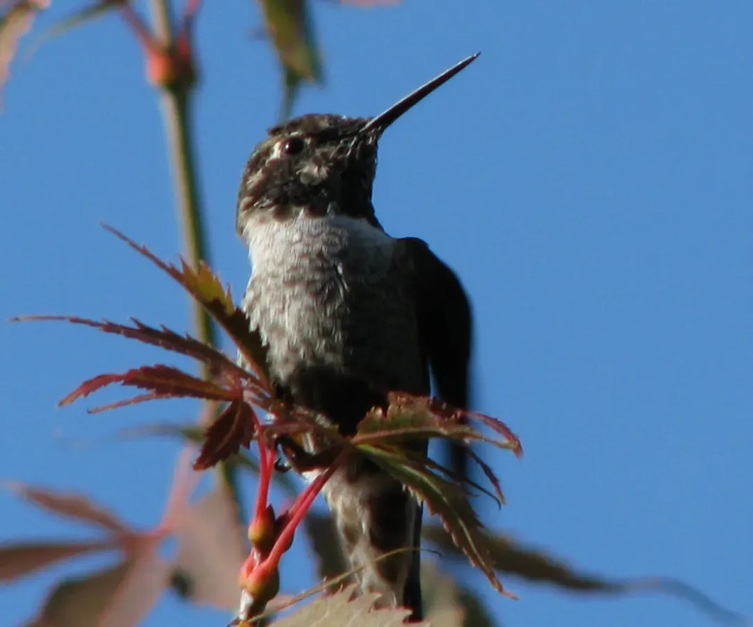 File:Calypte anna Seattle (4736556279).jpg