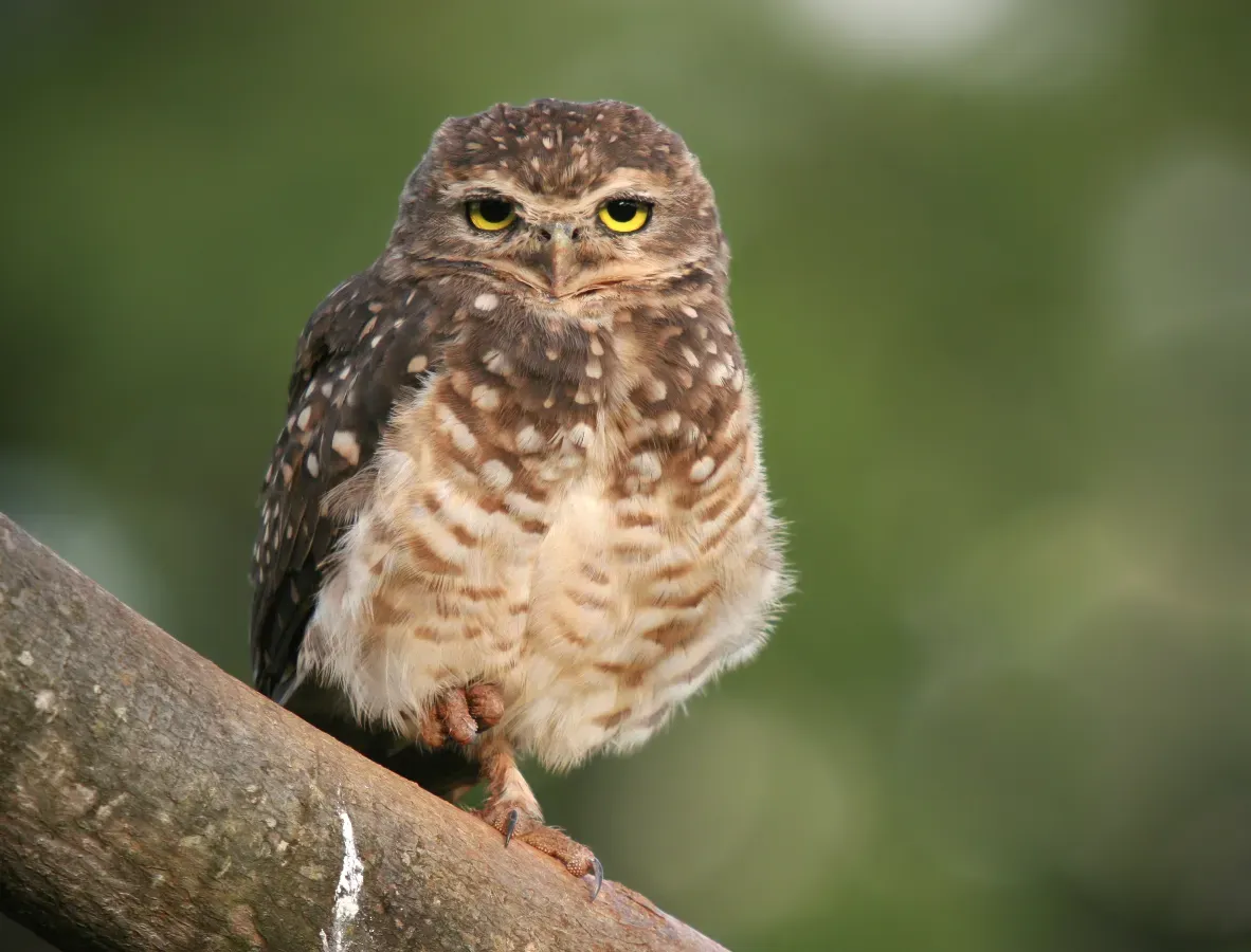 File:Athene cunicularia 1 edited.JPG