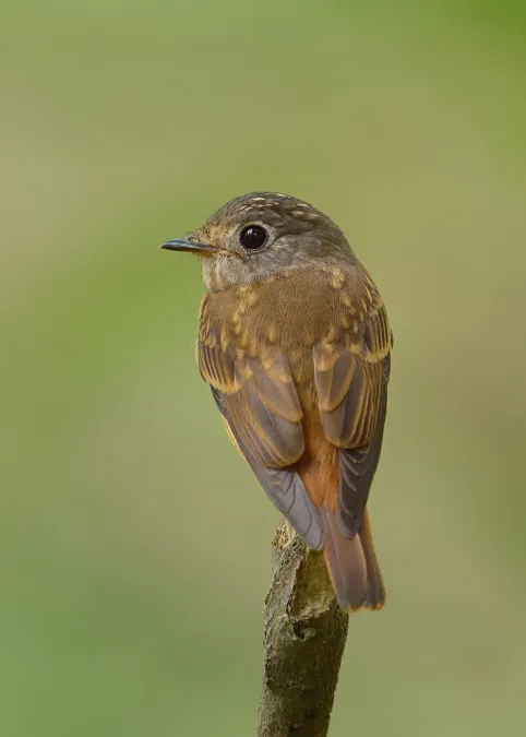 File:Muscicapa ferruginea -back-8.jpg