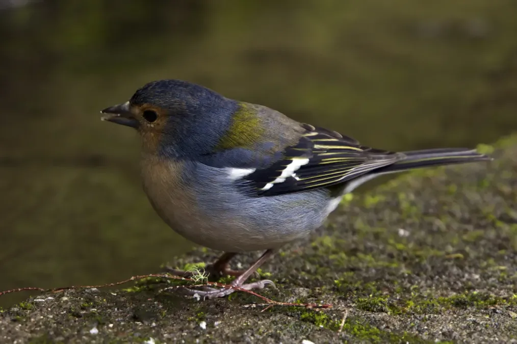 File:Fringilla coelebs maderensis LC0285.jpg