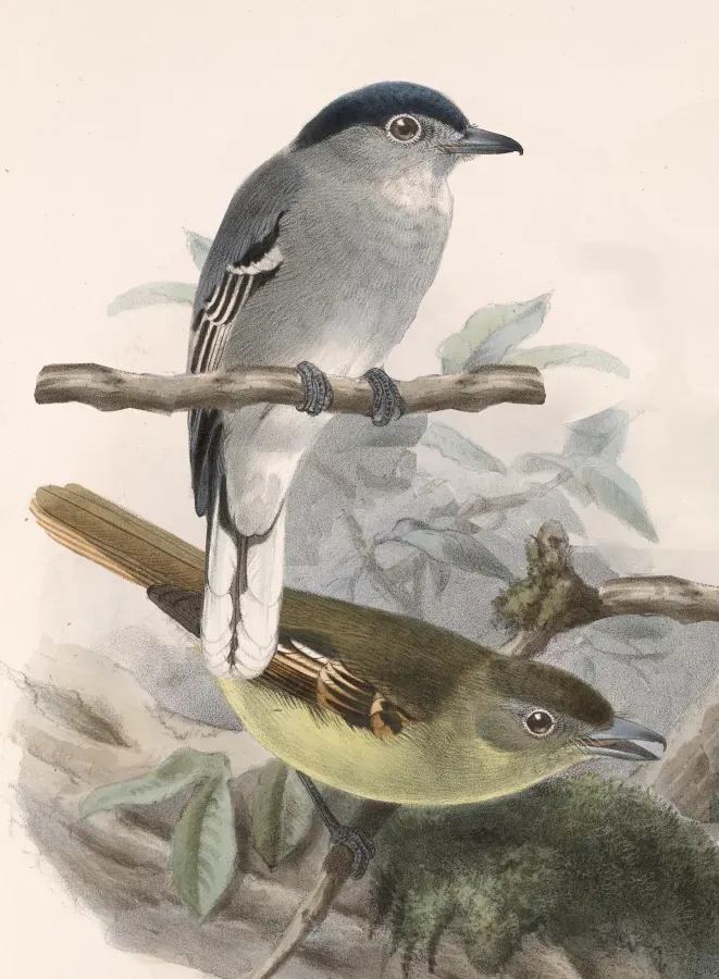 File:Pachyramphus albogriseus Keulemans.jpg