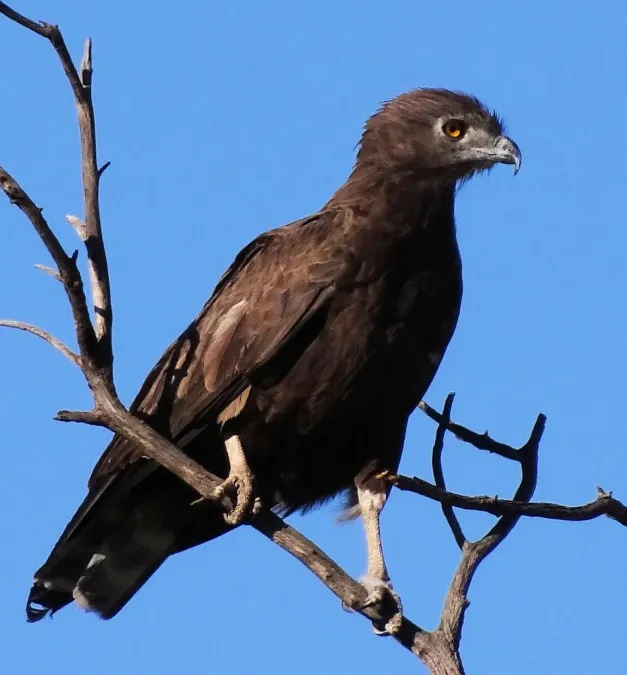 File:Circaetus-cinereus-Kenya.JPG