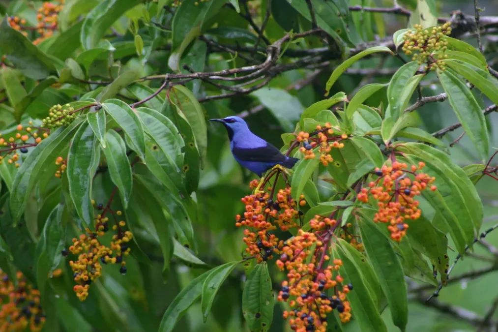 File:Perched Cyanerpes lucidus.jpg