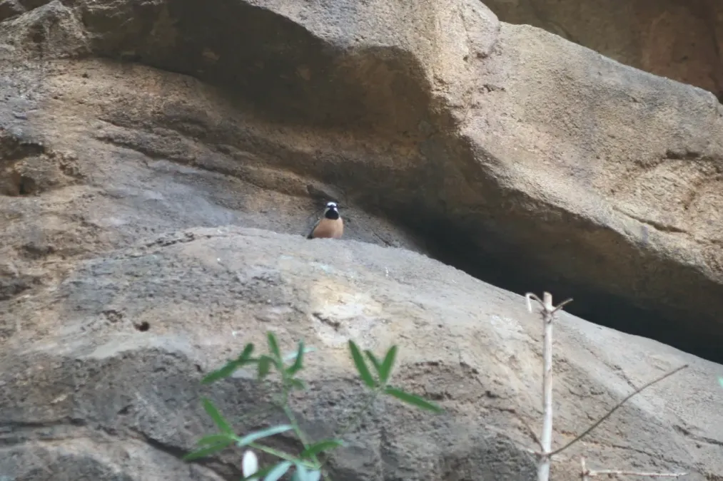 File:Poephila cincta, Baltimore National Aquarium (2863782485).jpg