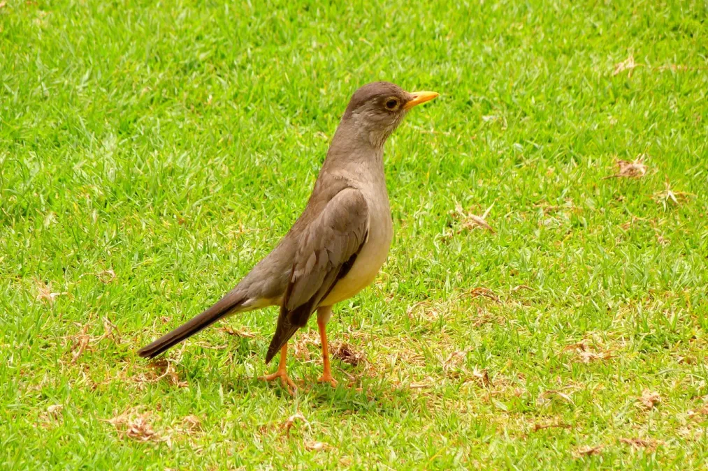 File:Zorzal Patagónico - Austral Thrush - Turdus Falcklandii Magellanicus.jpg