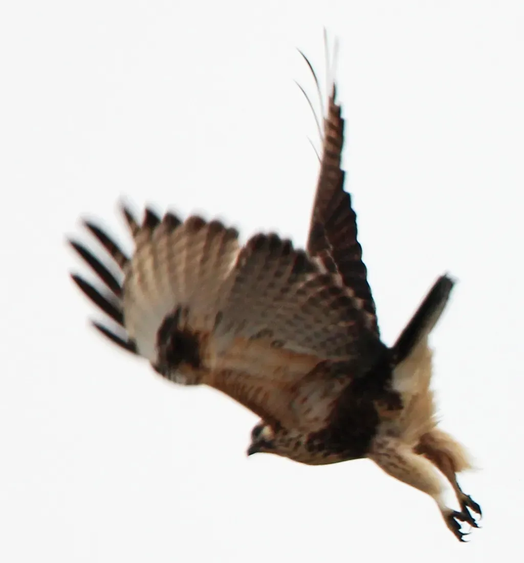 File:Buteo japonicus in flight.JPG