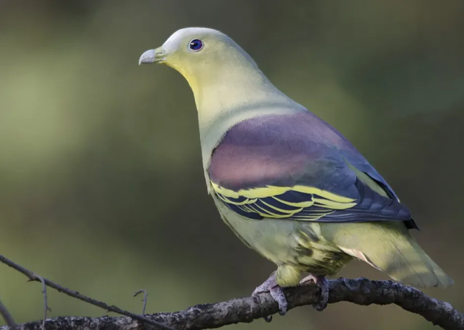 File:Treron pompadora affinis.JPG