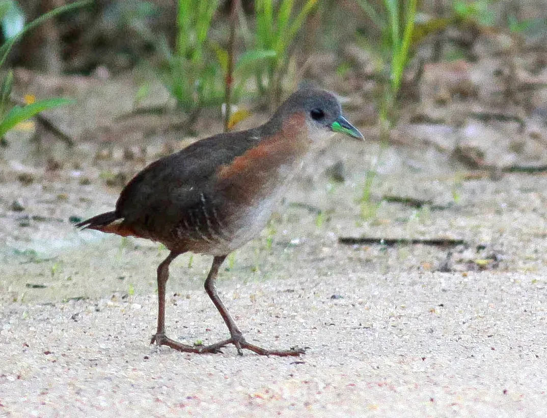 File:Rufous-sided Crake (Laterallus melanophaius)-crop.jpg