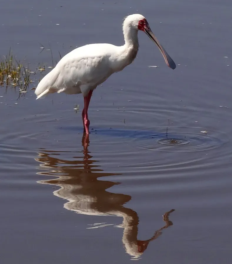 File:Platalea-alba-Lake-Nakuru.JPG