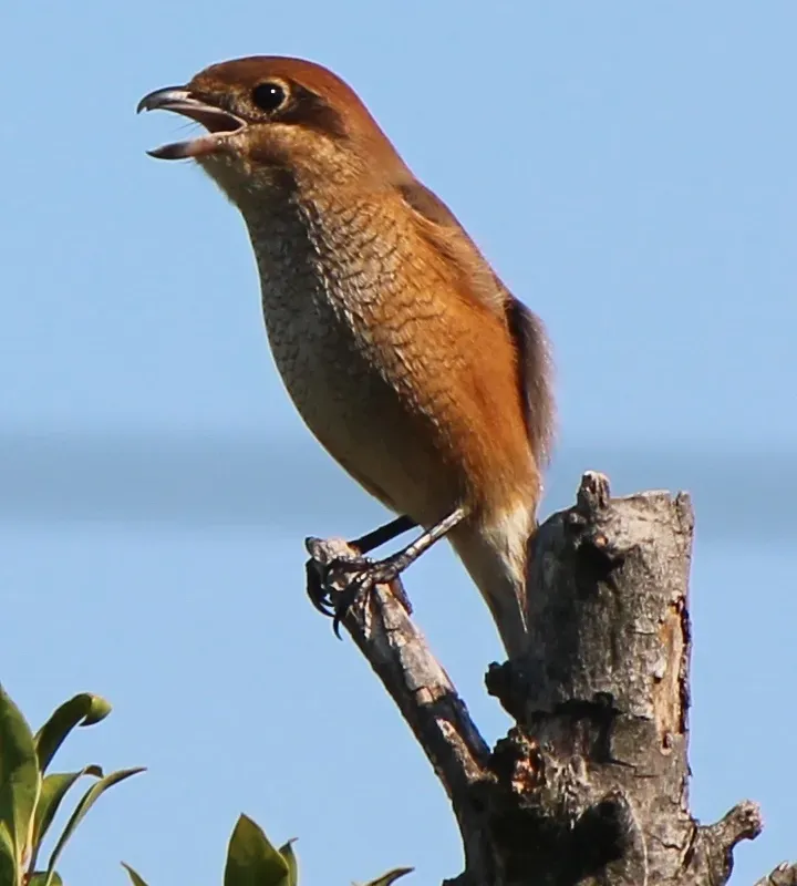 File:Lanius bucephalus crying.JPG