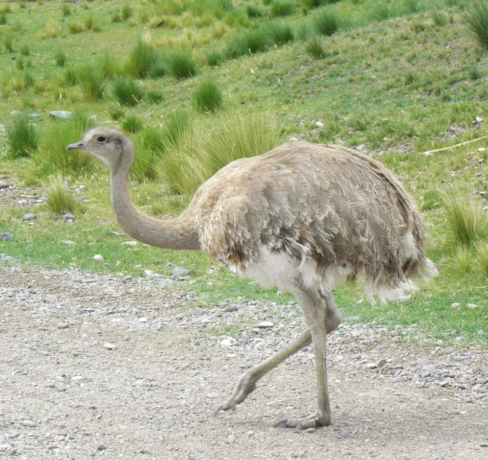 File:Rhea pennata pennata (6).JPG