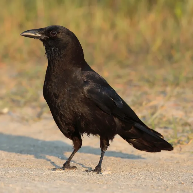 File:Corvus-brachyrhynchos-001.jpg