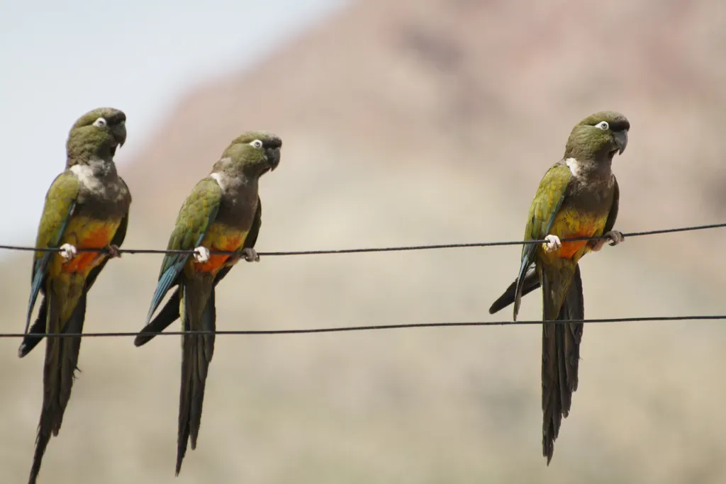 File:Cyanoliseus patagonus -Limari Province, Chile -three-8.jpg