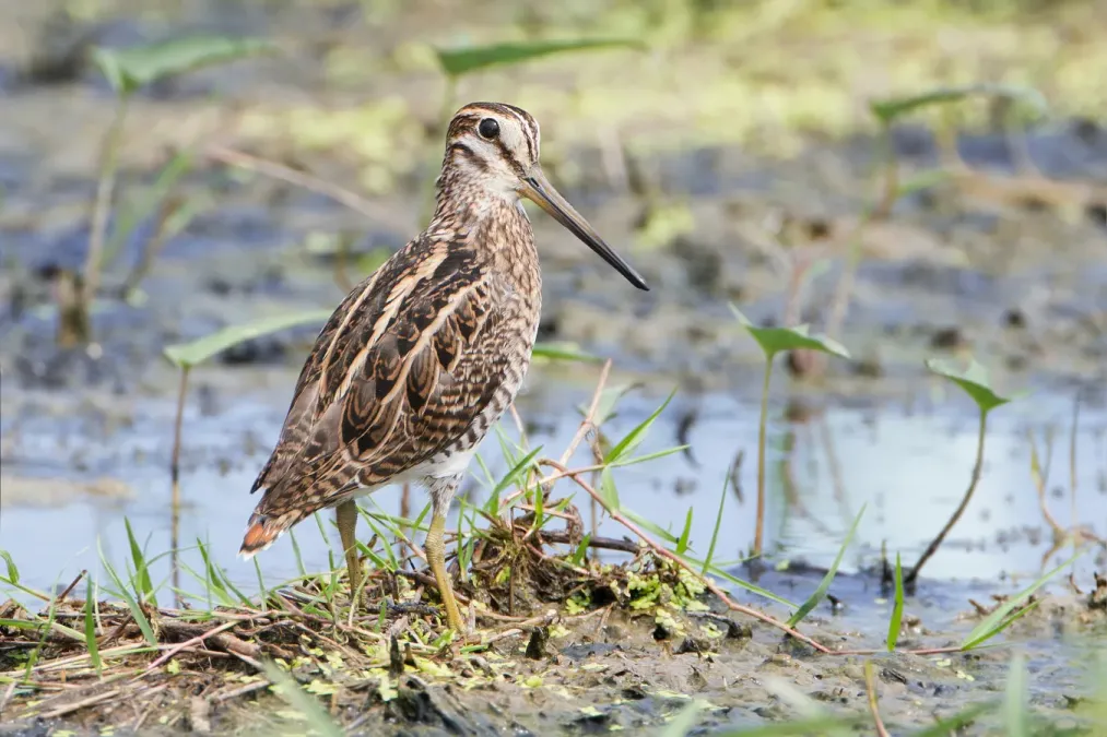 File:Gallinago stenura - Laem Pak Bia.jpg