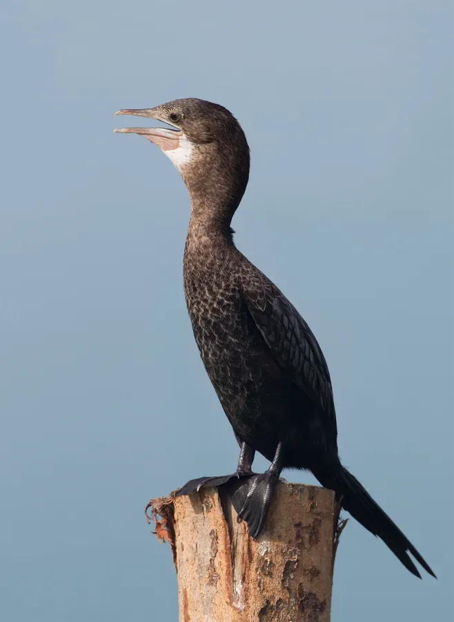 File:Microcarbo niger - Laem Pak Bia.jpg