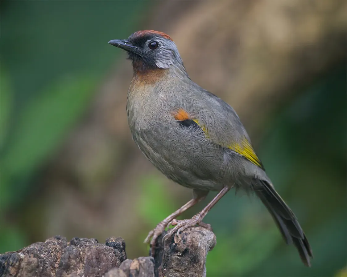 File:Trochalopteron melanostigma, Mae Wong, Thailand.jpg