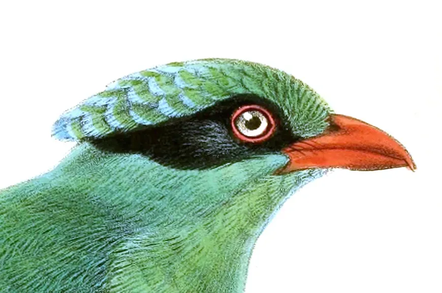 File:Cissa jefferyi Keulemans head.jpg