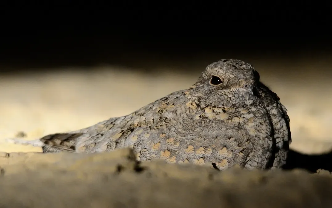 File:Caprimulgus mahrattensis.JPG