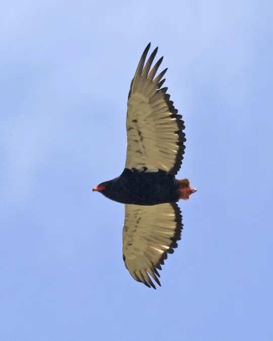File:Bateleur (Terathopius ecaudatus) - Flickr - Lip Kee.jpg