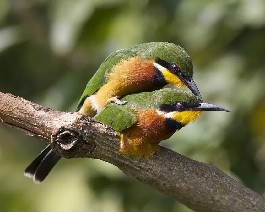 File:Cinnamon-chested Bee-eater (Merops oreobates) pair - Flickr - Lip Kee.jpg