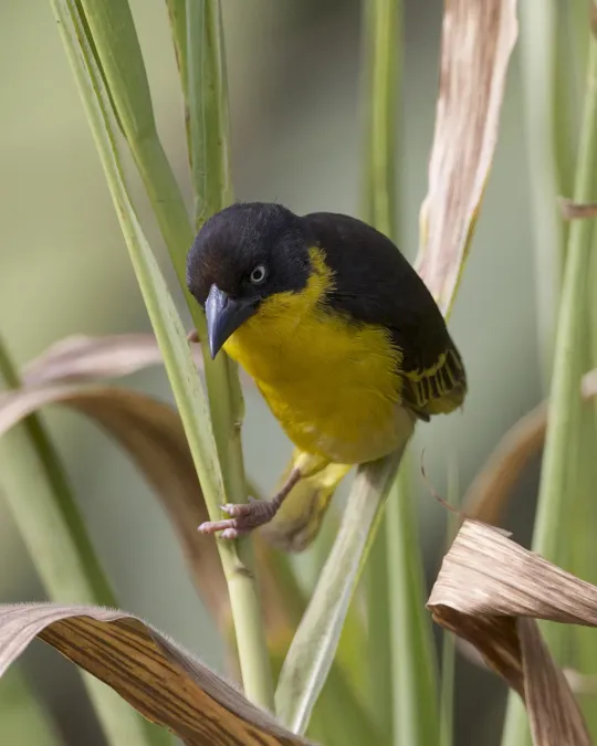 File:Baglafecht Weaver (Ploceus baglafecht) - Flickr - Lip Kee (1).jpg