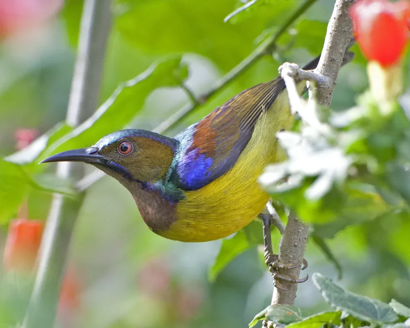 File:Plain-throated Sunbird (Anthreptes malacensis) - Flickr - Lip Kee.jpg