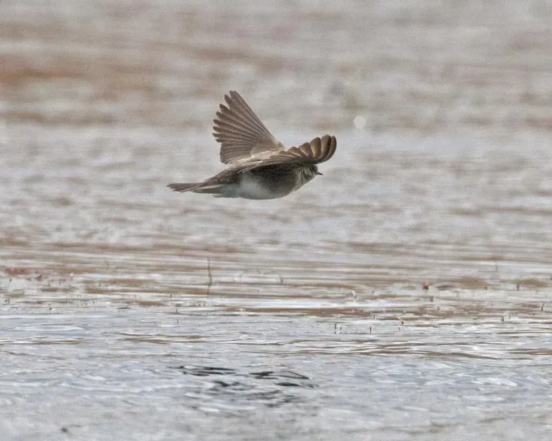 File:Plain Martin - Brown-throated Martin (Riparia paludicola) - Flickr - Lip Kee (1).jpg