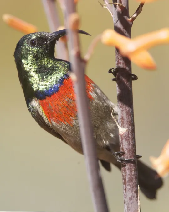 File:Greater Double-collared Sunbird (Cinnyris afer) - Flickr - Lip Kee.jpg